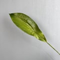 Miniatyrbillede 1 af 6: PU Føles Som Falske Orkideblade Høj Kvalitet Kunstigt Løv til Boligindretning PU small orchid leaf green