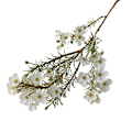Miniatyrbilde 1 av 5: 1 stk. Kunstig Blomst Estetisk Høstdekorasjon DIY Australsk Farget Plommeblomst til Soverom White