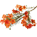 Miniatyrbilde 1 av 5: 1 stk. Kunstig Blomst Estetisk Høstdekorasjon DIY Australsk Farget Plommeblomst til Soverom Orange