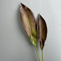 Miniatyrbillede 3 af 6: PU Føles Som Falske Orkideblade Høj Kvalitet Kunstigt Løv til Boligindretning Small Leaf Coffee