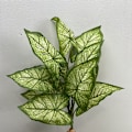 Miniatyrbild 1 av 6: Konstgjorda Växter Grönska Krukväxter Väggdekorationer 12-Pack Taro Blad Calathea 12 taro leaves white and green