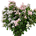 Miniatyrbilde 5 av 6: Simulert Duftende Osmanthus Bryllup Hjem Dekor Kunstige Blomster Pink