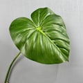 Miniatyrbillede 1 af 6: Stor Taktil Monstera Blad Kunstig Grøn Planteindretning i Maillard Farveskema Philodendron small green