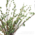 Miniatyrbild 5 av 5: Lång Gren Röd Böna Frukt Simulation Kvistar Konstgjorda Blomstjälkar Blomsterarrangemang Fotografi Rekvisita Long branch adzuki bean fruit 130cm