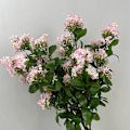 Pikkukuva 2 / 6: Simuloitu tuoksuva osmanthus hää- ja kodin sisustus keinotekoiset kukat Light Purple