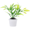 Miniatyrbillede 1 af 3: Miniatureplanter Små Potteplanter Stueplanter Indendørs Levende Blomsterplanter Grøn Indretning