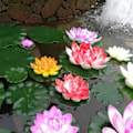 Miniatyrbillede 2 af 11: Flydende Kunstig Lotus Simulation Lotus Vandplanter Falsk Åkande til Have Dam Terrasse Dekoration Peach