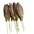 Pikkukuva 5 / 5: PU-keinotekoiset orkideanlehdet, korkealaatuinen keinotekoinen lehdistö kodin sisustukseen PU large orchid leaf green