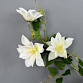 Miniatyrbillede 6 af 6: Simuleret Klematis Vase Dekoration til Kunstudstillinger Blomster Bløde Møbler Clematis blue purple
