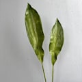Miniatyrbillede 4 af 6: PU Føles Som Falske Orkideblade Høj Kvalitet Kunstigt Løv til Boligindretning Big Leaf Coffee