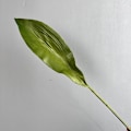 Miniatyrbillede 1 af 5: PU Føles Som Falske Orkideblade Høj Kvalitet Kunstigt Løv til Boligindretning PU large orchid leaf green
