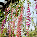 Miniatyrbillede 5 af 5: Kunstig Blomst Flot Let at Vedligeholde Udsøgt Flerfarvet Kunstig Viol Blomster Ornament til Kollegieværelse Red