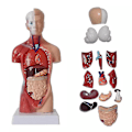 Miniatyrbild 1 av 5: Unisex mänsklig bålkropp Anatomi Anatomisk modell Inre organ Skelettsystem null none