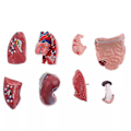 Miniatyrbild 4 av 5: Unisex mänsklig bålkropp Anatomi Anatomisk modell Inre organ Skelettsystem null none