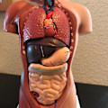 Miniatyrbild 3 av 5: Unisex mänsklig bålkropp Anatomi Anatomisk modell Inre organ Skelettsystem null none