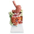 Model of the Human Digestive System, Stomach Anatomy, Large Intestine, Appendix, Rectum, Duodenum, Human Internal O-ZZY