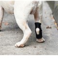 Miniatyrbild 11 av 11: Knäskydd för husdjur Benstöd för hund L