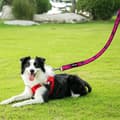 Miniatyrbild 3 av 5: Cute Puppy Leash, Colorful Pattern Pet Leash For Walking Training