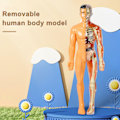 Miniatyrbillede 3 af 5: Anatomi Model Skelet Model 3d Anatomisk Samlingsmodel, Høj Menneskelig Overkropsmodel