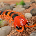 Miniatyrbillede 4 af 5: Infrarød Fjernstyret Tusindben Scolopendra Legetøj til Børn