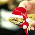 Miniatyrbilde 3 av 5: 12 stykker julehatt og skjerf for kjæledyr - Mini rød julemannhatt og skjerf - Julehatt for kaniner med justerbar hakerem for høner, kaniner og andre små dyr