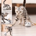 Miniatyrbild 2 av 5: Rörlig Musleksak för Katt USB-Laddning Lek-Fånga Råttor för Inomhus Katter