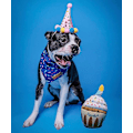 Miniatyrbild 3 av 4: Hundleksak för Födelsedag - Valptårta Valp Cupcake Plysch Pip Och Knister Present
