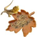 Miniatyrbild 1 av 6: Vattenkoppar, 2 stycken Lövformade Vattenkoppar Reptilmatningskoppar för