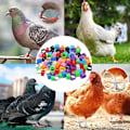Miniatyrbild 5 av 5: 48 stycken kycklingbensringar i flera färger för identifiering DXGHC