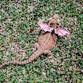 Miniatyrbillede 3 af 5: Lizard Sele Harness, 3 Størrelser Læder Ving Lizard Sele med De