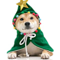 Miniatyrbillede 4 af 5: Katte-kappe i camouflage-design til jul - juletræskappe til katte og hunde
