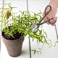 Miniatyrbillede 5 af 5: Bonsai Saks, Rustfrit Saks Til Beskæring Af Blade Træ