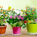 Miniatyrbillede 4 af 5: Dewenwils 10 stk. Underkopper til Blomsterpotter Bakker DXGHC