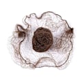 Miniatyrbild 2 av 5: 50 st Hårnät (Bulkförpackning, Brun) Bun Net Osynlig Hårnät Elas