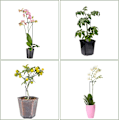 Miniatyrbillede 5 af 7: 8 stk. Plantestøtter, Runde Grønne Støtter til Planter, Hjælp Dine Planter