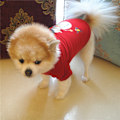 Miniatyrbillede 3 af 4: Hundeklæder Juleklæder Klassisk Bomulds T-shirt Teddy Bear B