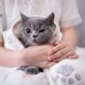 Pikkukuva 3 / 4: Pehmeä ja mukava lemmikkipyyhe Paw Mat -koirien ja kissojen (Beige) DXGHC