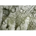 Miniatyrbillede 4 af 5: (Blå)Print Abstrakt Blomstermaleri Kerne Vægdækning Fotokunst Pi