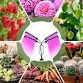 Miniatyrbillede 3 af 5: Plantelys, 80 LED-plantevækstlys med automatisk tænd/sluk 3H/9H/12H timer, 5 lysstyrker Plantelampe til frøplante, vækst, F