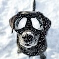 Miniatyrbillede 2 af 4: Kæledyrsbriller, vandtæt blødt stel (Størrelse L sort (medium og store hunde)),