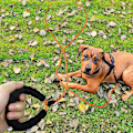 Miniatyrbilde 3 av 5: Reflekterende nylontau Langt hundebånd for hundeturer, camping