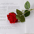 Miniatyrbilde 4 av 5: 10 stk ekte touch roseblomster flanellblomst kompatibel med bryllupshjemmedekor