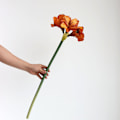 Miniatyrbillede 3 af 5: Flannel Clivia Silkeblomst Kunstig Falsk Blomst Planter Hjem Dekoration Bryllup Buket