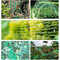Miniatyrbilde 4 av 5: 4m x 10m Fuglenett Grønn Hage Anti Fugl Damnett For Plantebeskyttelse Mesh Netting For Skadedyrbekjempelse, Ertenett