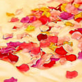 Miniatyrbilde 3 av 3: 1000 stk kunstige silke roseblader dekorasjon bryllupsfest, fuchsia