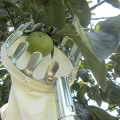 Miniatyrbild 5 av 5: Fruktplockare med 16 cm diameter, fruktplockare Trädgårdsplockverktyg Metallfruktplockare med uppsamlingsväska för skörd av äpplen, citrusfrukter, päron, pe