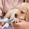 Miniatyrbillede 7 af 7: Negleklipper til hunde med hurtig sensor og sikkerhedslås til store og mellemstore racer Professionel kæledyrsnegleklipper