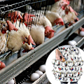 Miniatyrbilde 4 av 5: Egg-innsamlingsforkle for høner, ender, gjess - Starlight
