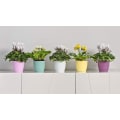 Miniatyrbild 3 av 3: Blomkruka, Plastkruka, Set om 2, Rund Form, Blomkruka (vit, 20 cm)