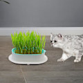 Miniatyrbild 2 av 4: Såbricka Groddningsbehållare för Fröplantering Växthus Hem Vit Grön[HK]